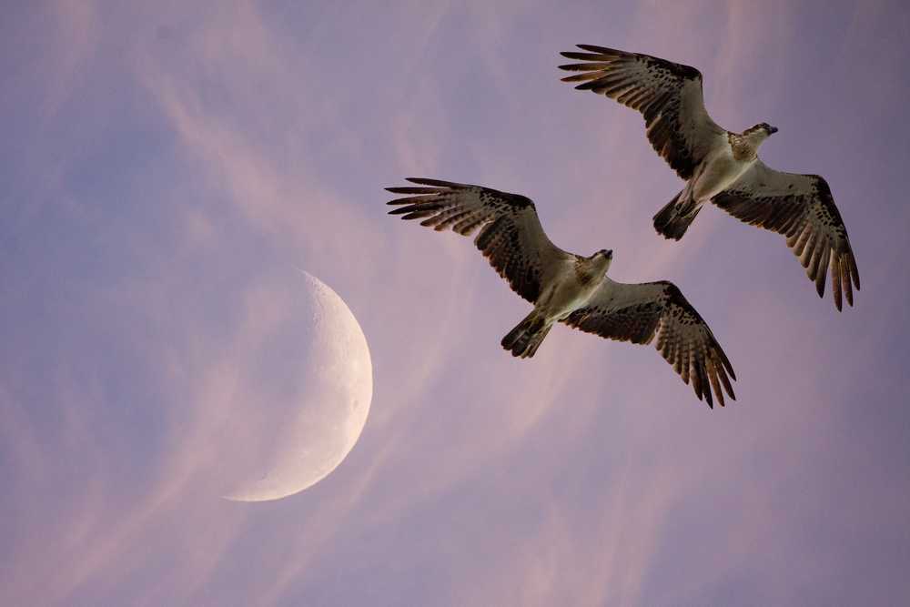 Two flying birds under moon